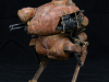 krote_01