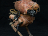 krote_04