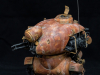 krote_06